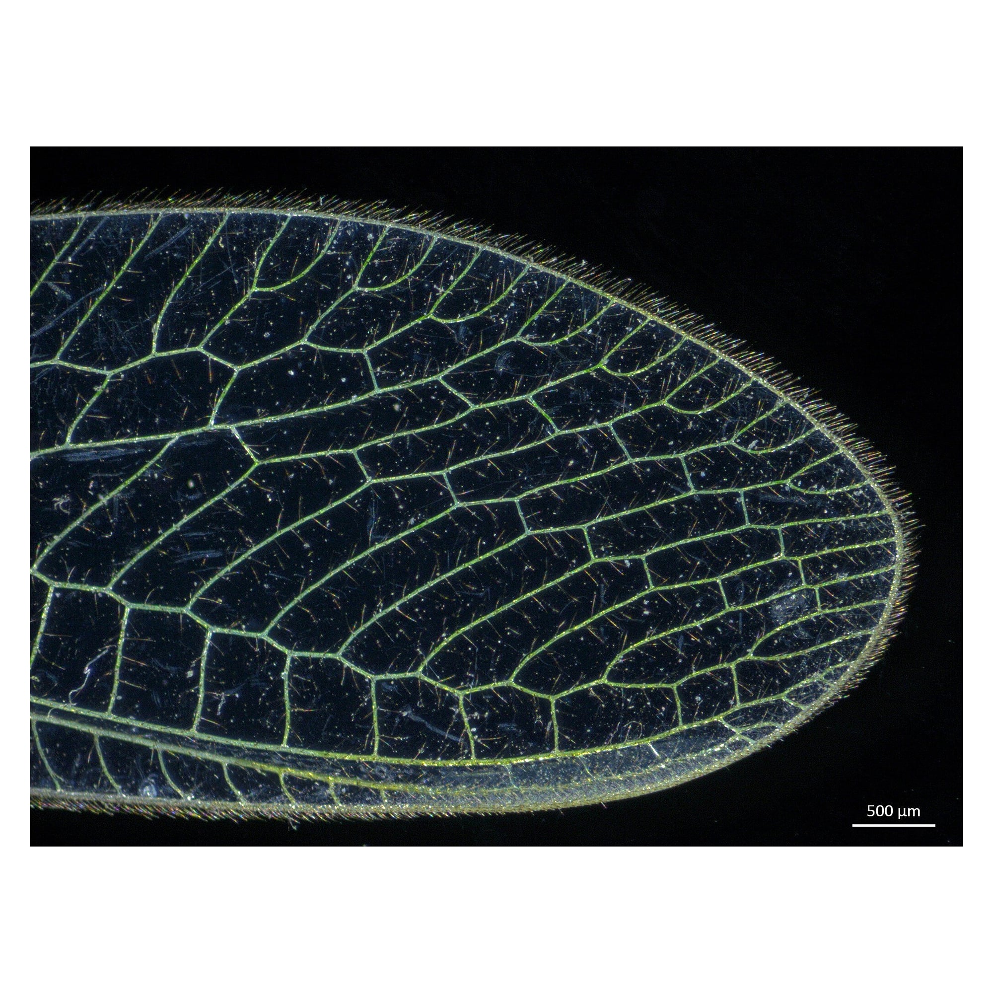 Stereomikroskop Stemi 305 LAB-Set, Zoom 5:1, 8x bis 40x, Auf- und Durchlicht LED - Zeiss 435063-9020-100