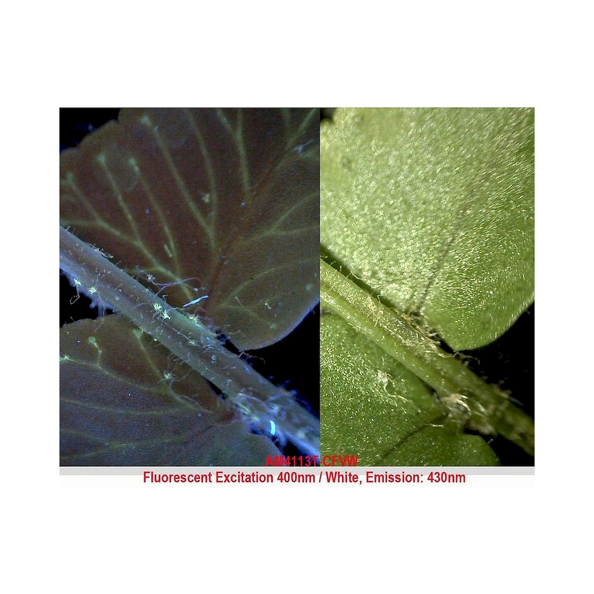 USB-Edge-Fluoreszenzmikroskop 1,3 MP 20-220x Anregung 400 nm - Dino-Lite AM4115T-CFVW