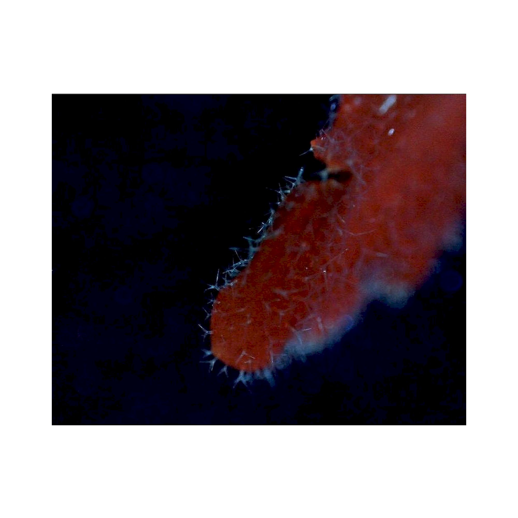 USB-Edge-Fluoreszenzmikroskop 1,3 MP 20-220x Anregung 400 nm - Dino-Lite AM4115T-CFVW