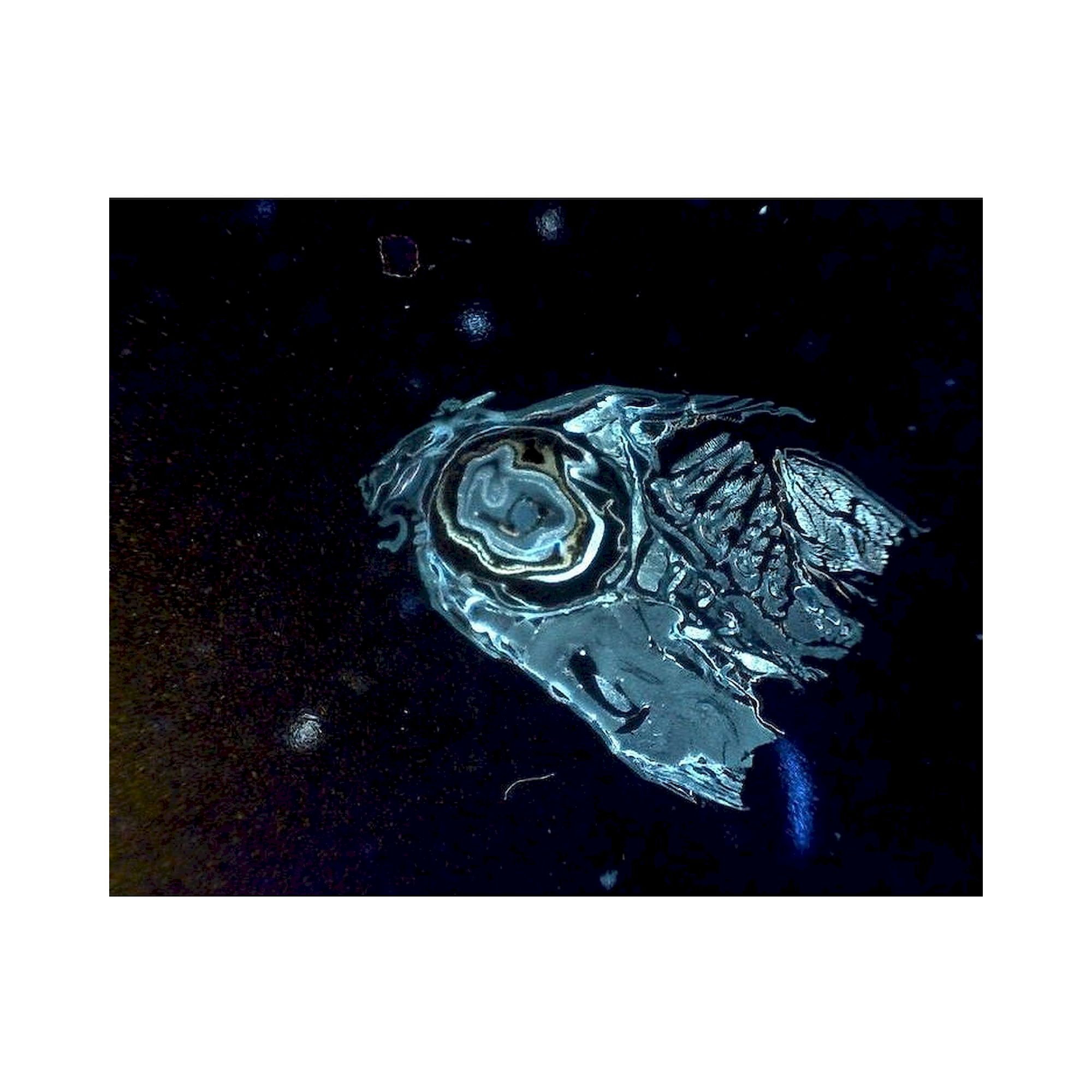 USB-Edge-Fluoreszenzmikroskop 1,3 MP 20-220x Anregung 400 nm - Dino-Lite AM4115T-CFVW