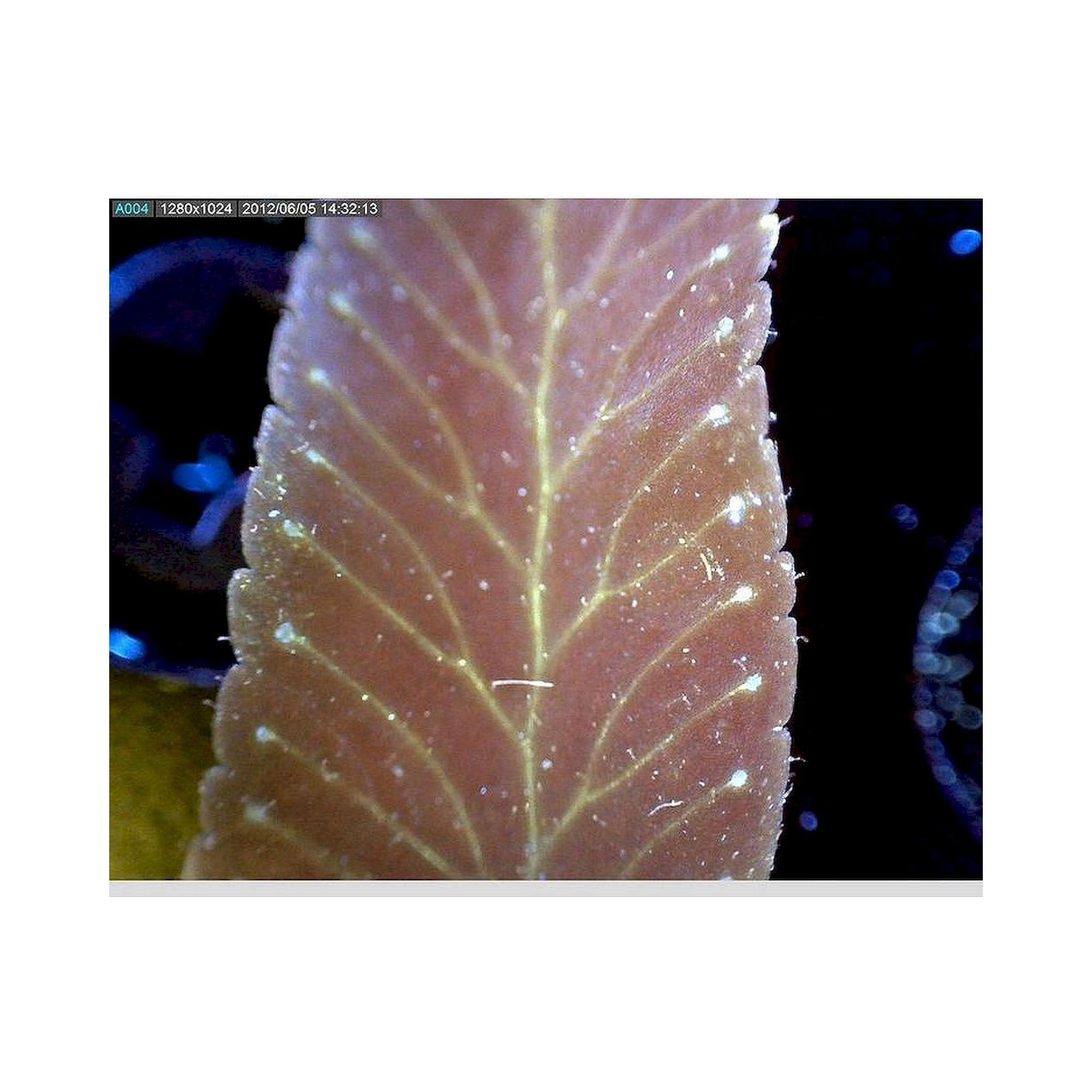 USB-Edge-Fluoreszenzmikroskop 1,3 MP 20-220x Anregung 400 nm - Dino-Lite AM4115T-CFVW