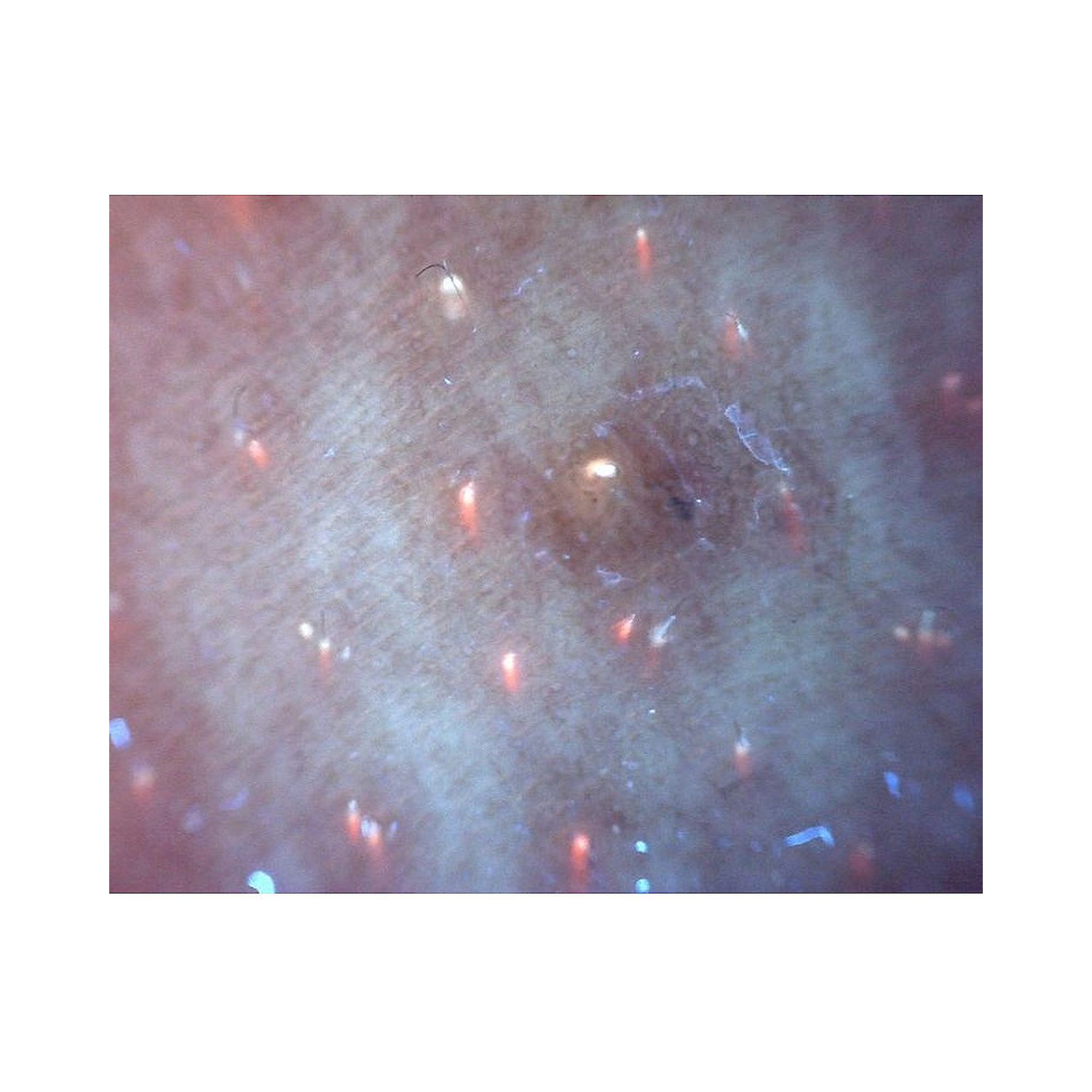 USB-Edge-Fluoreszenzmikroskop 1,3 MP 20-220x Anregung 400 nm - Dino-Lite AM4115T-CFVW