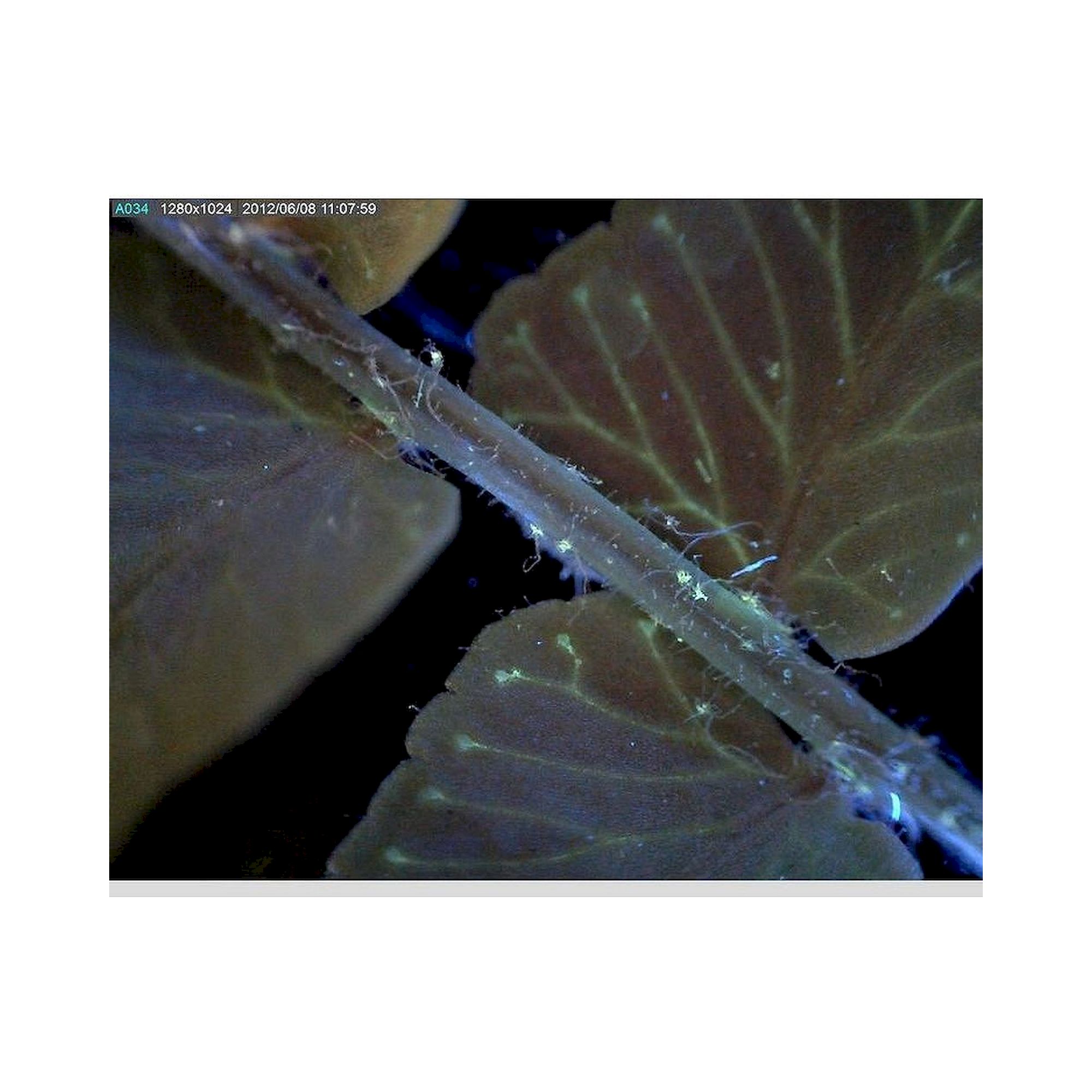 USB-Edge-Fluoreszenzmikroskop 1,3 MP 20-220x Anregung 400 nm - Dino-Lite AM4115T-CFVW