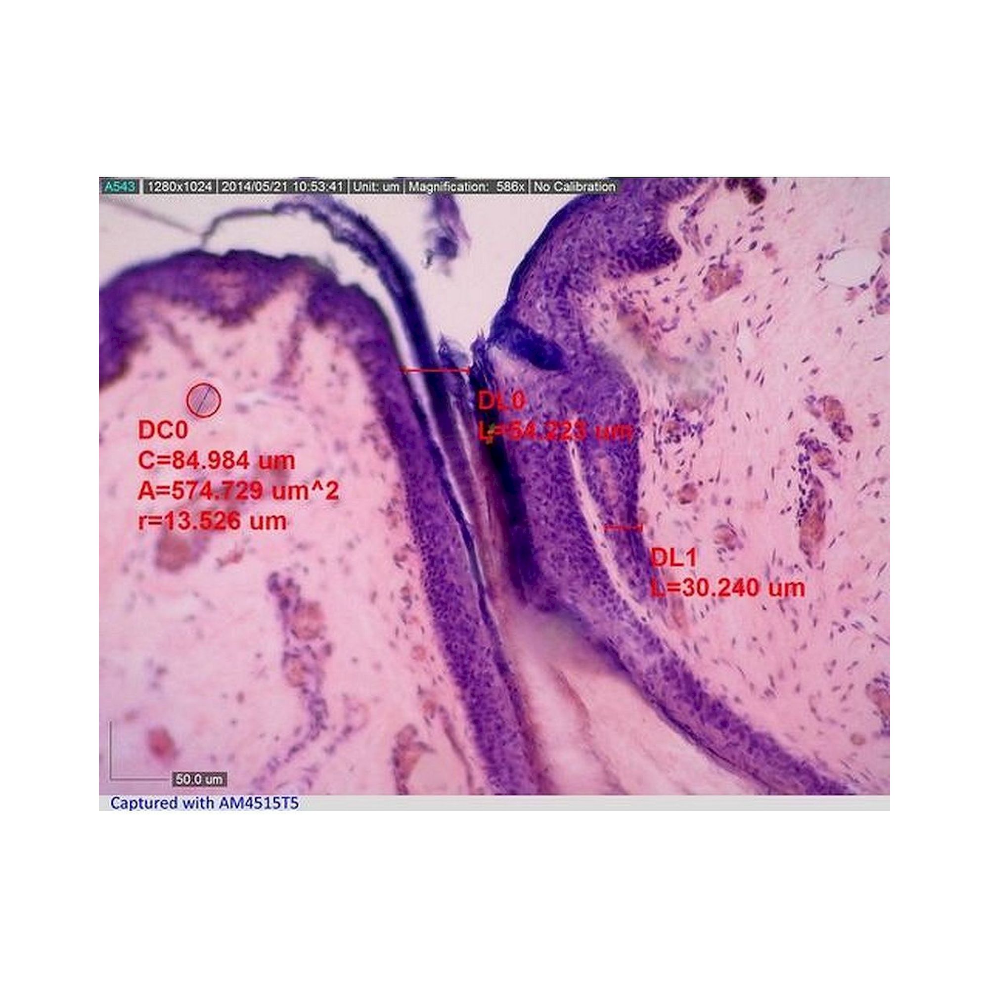 USB Handheld Microscope 1.3 MP 500-550x Fixed Magnification - Dino-Lite AM4515T5